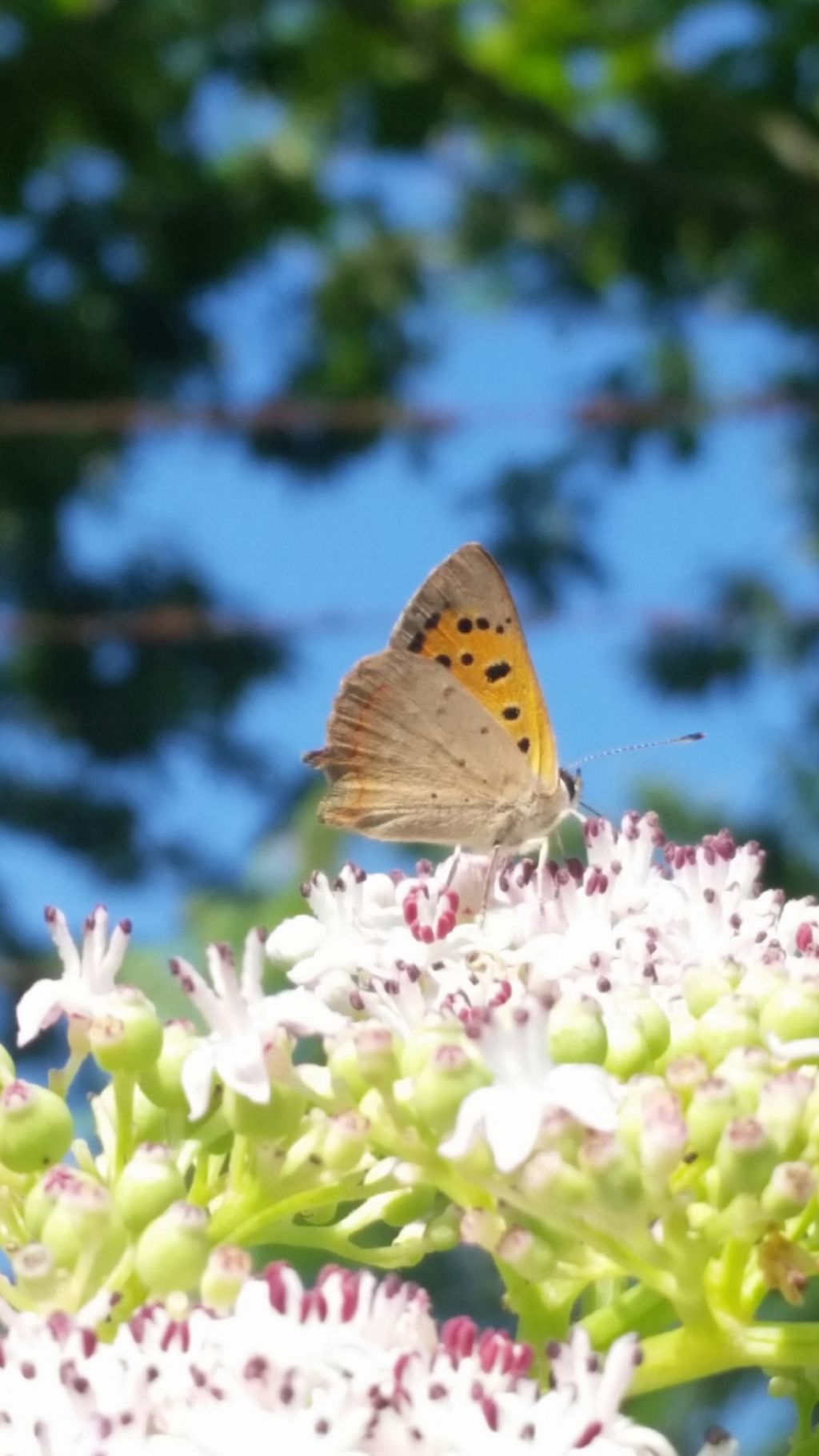 Lycaena phlaeas (Lycaenidae) e Coenonymnpha pamphilus (Nymphalidae Satyrinae).